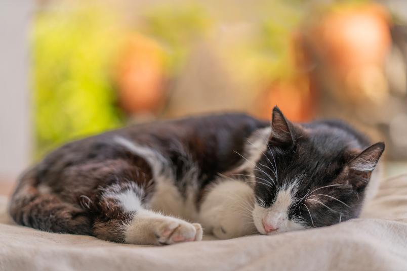 Biopsychology: Cats Prefer to Sleep on Their Left Side